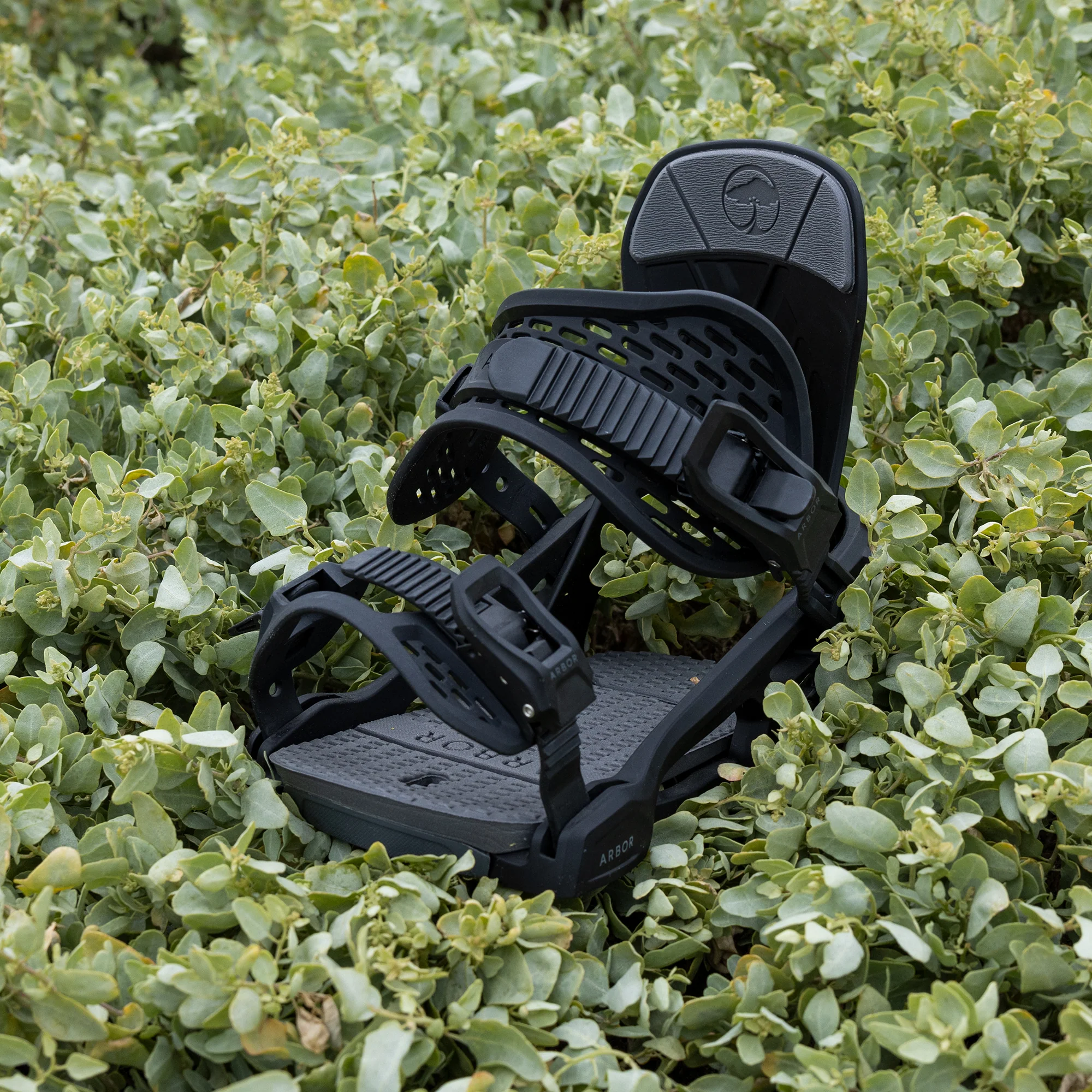 Acacia Black - Image 6